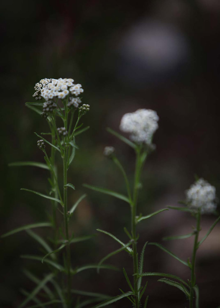 Achillea